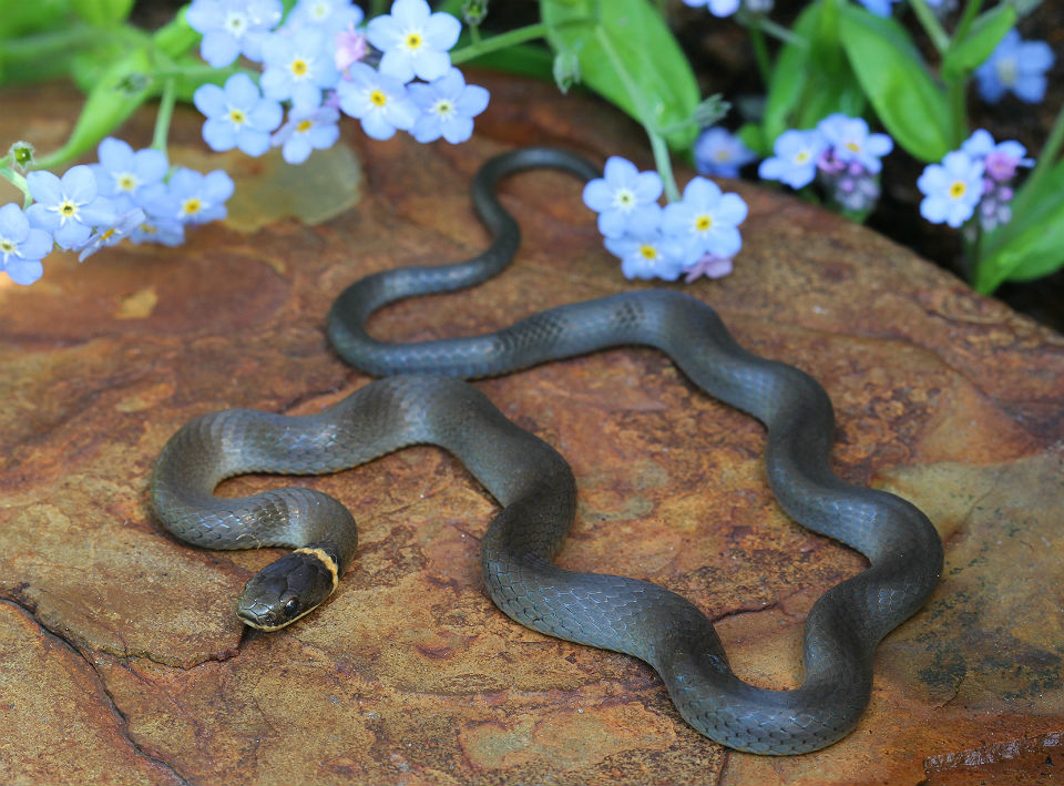 Northern Ringneck Snake